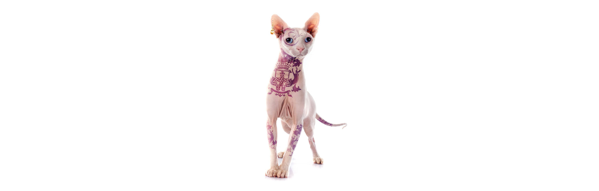 kattenstoet2024